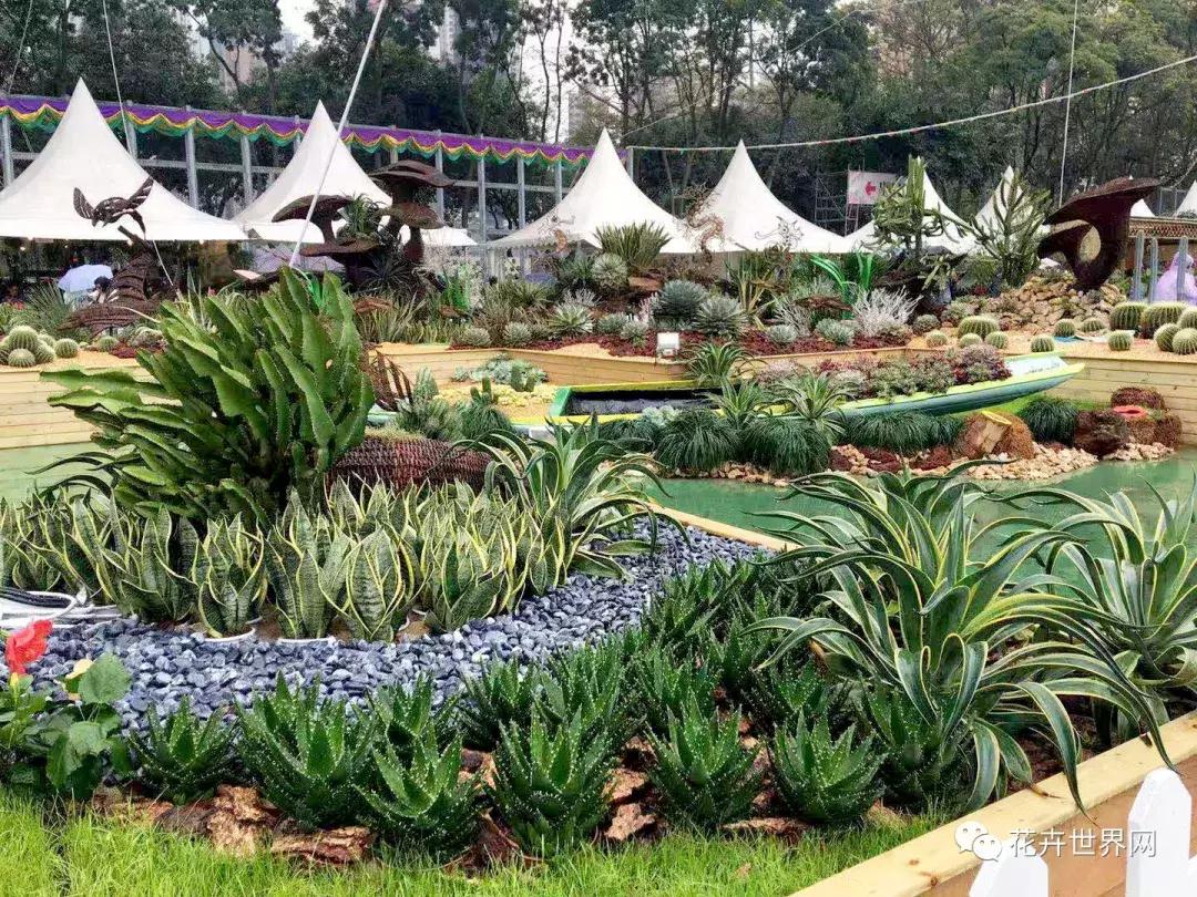 香港花卉艺术展,共赴盛会活动