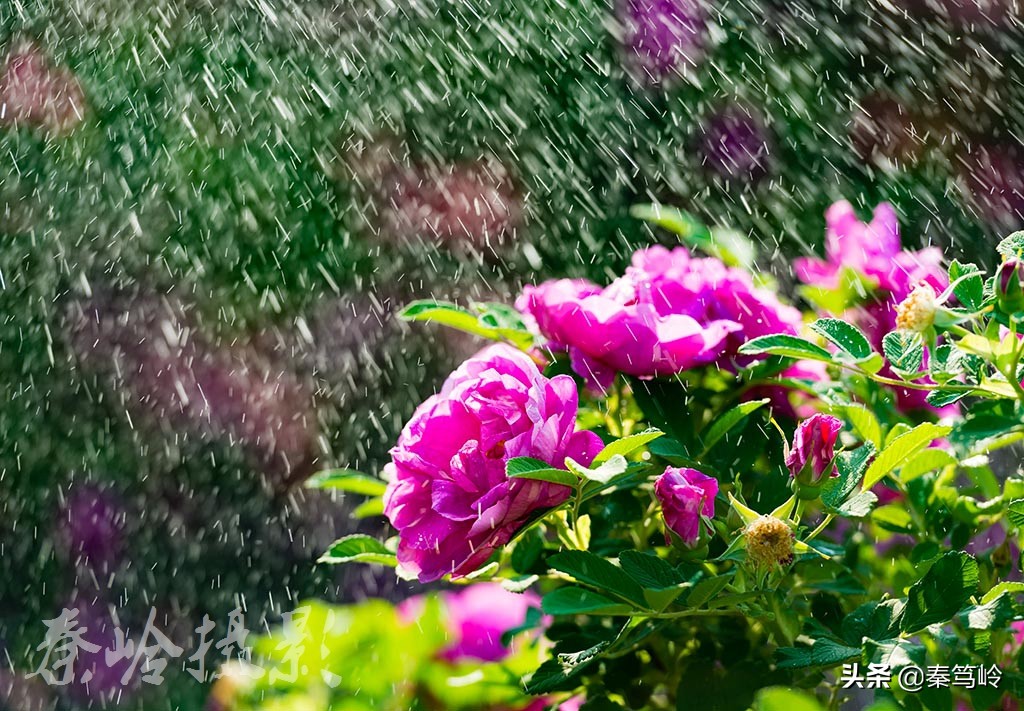 五月玫瑰花期,五月玫瑰盛开时