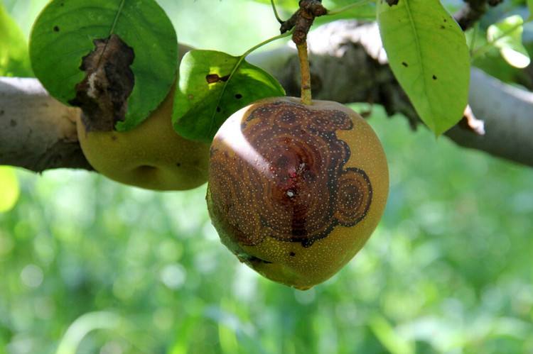 现在梨树用什么药防治病虫害,夏天梨树上挂瓶什么药防治病虫害