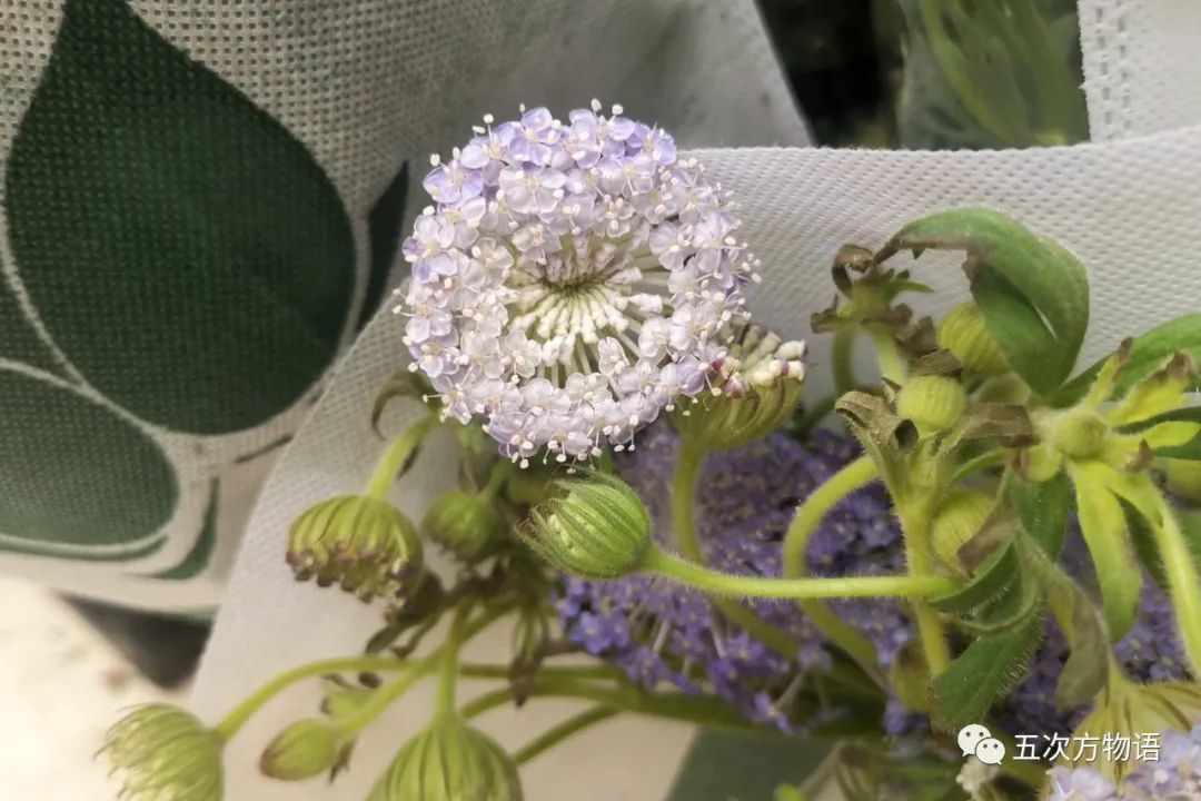 鲜切花都有哪些品牌,花卉市场买的月季不知道品种