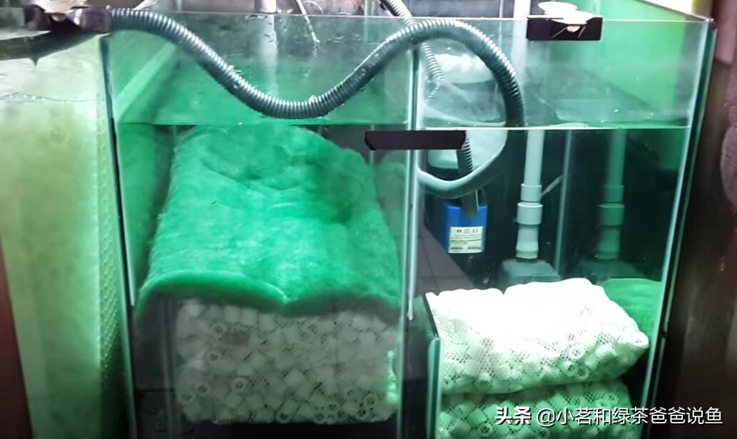 鱼缸免费培养硝化菌的方法,鱼缸硝化活菌系统快速建立