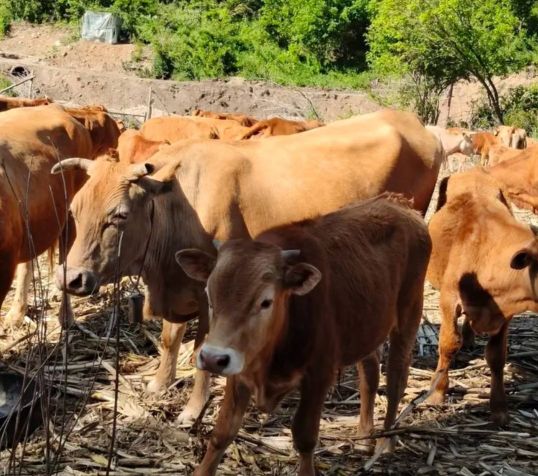 延边黄牛肉是中国五大名牛之首吗,中国有名的黄牛产地