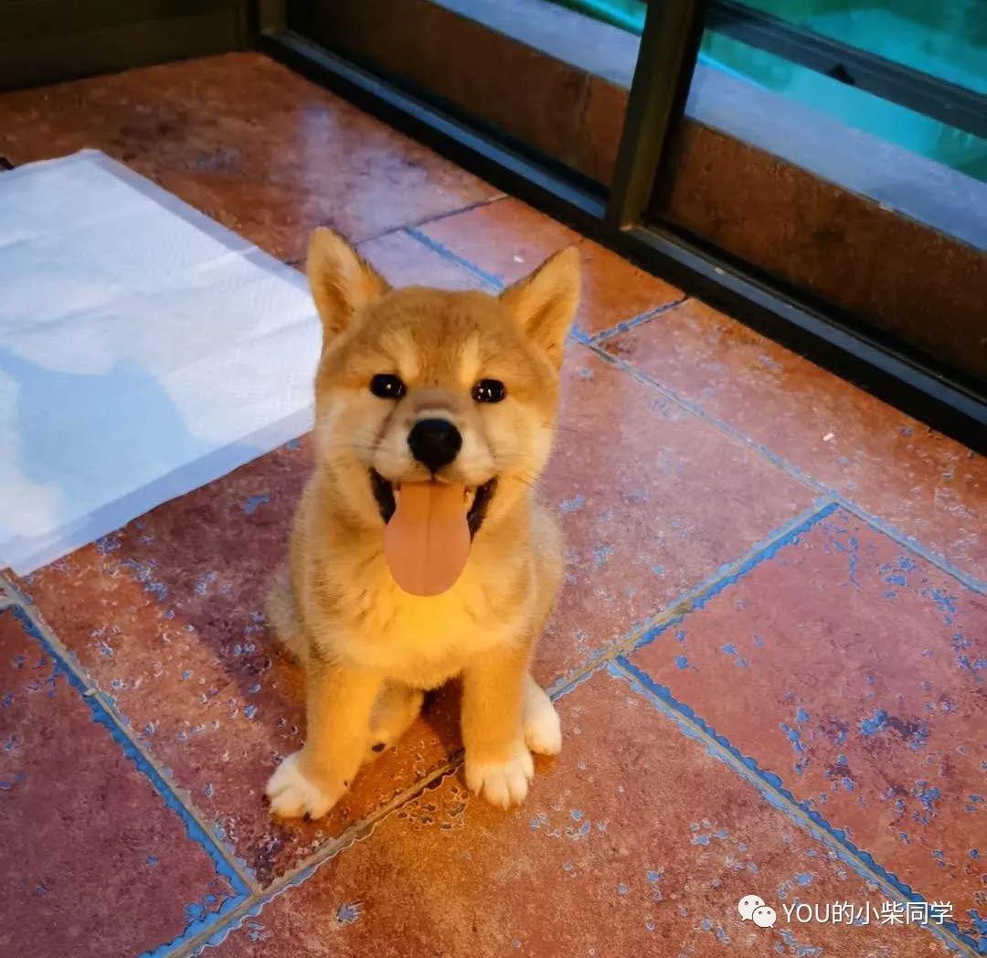 家养柴犬被咬破皮用打疫苗么,柴犬打疫苗时间表