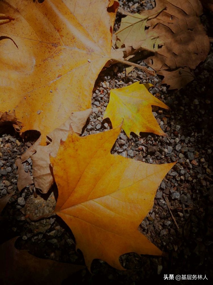 云南澄江兵工厂,云南兵工厂旧址