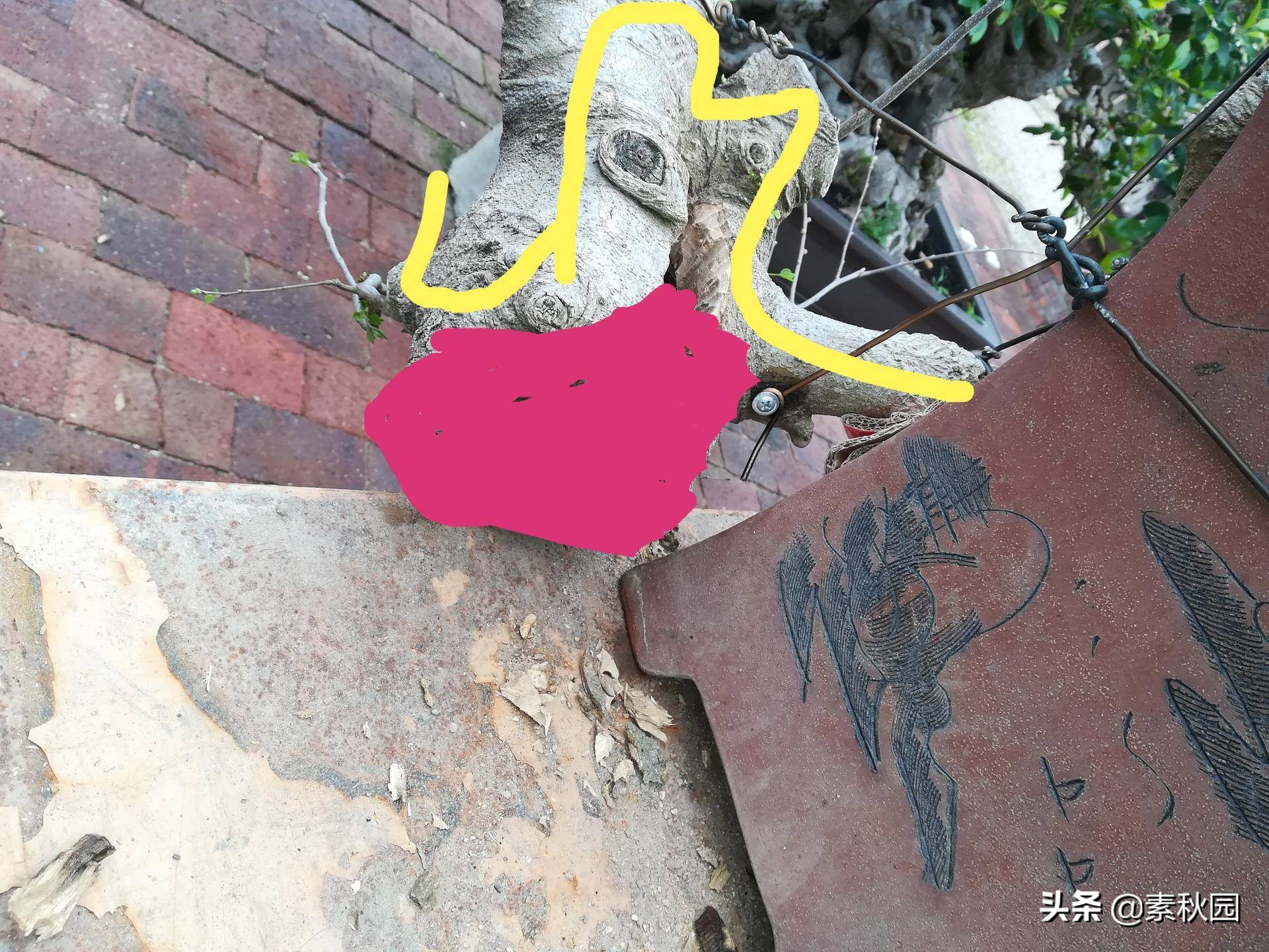 朴树盆景老桩夏季采挖与养坯,各种精品朴树盆景熟桩