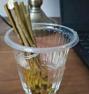 怎样用柳树水来给君子兰生根杀菌,柳枝泡水浇君子兰的方法