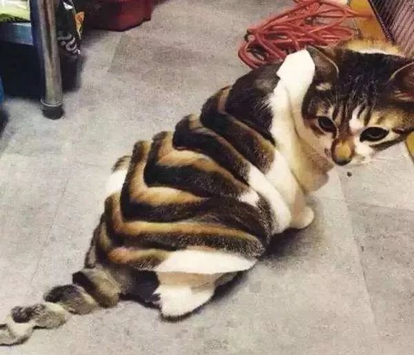 当猫咪剃了毛之后,春天猫咪剃了毛一直发抖