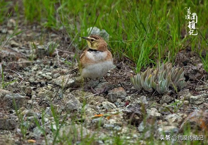 美国加州海岸仙女杯,美国仙女杯