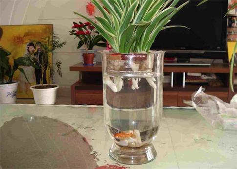 吊兰水培养鱼怎么养好活,水培吊兰可以养小鱼