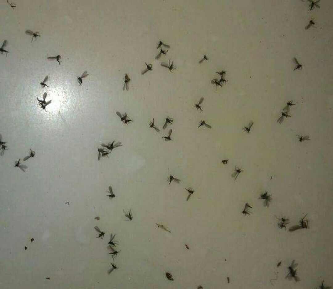 怎样预防花盆中的小飞虫,花盆里的小飞虫怎么办