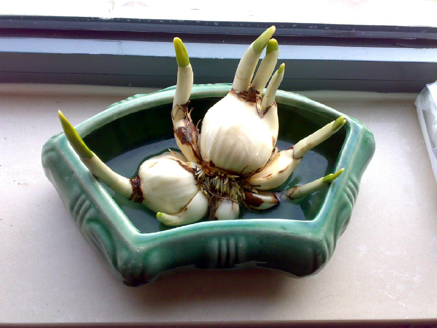 水仙花怎么养视频,水仙花怎么养图解视频