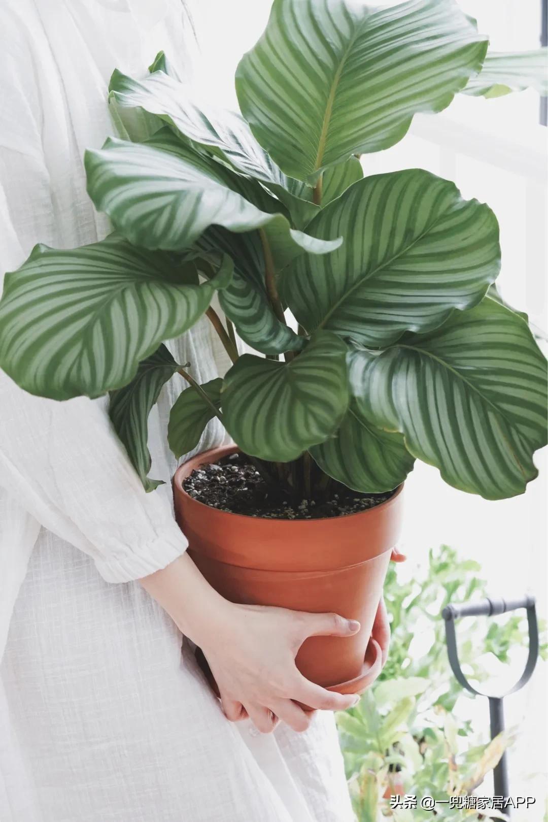 手残党绿植大全,给大家推荐几款超好养的绿植