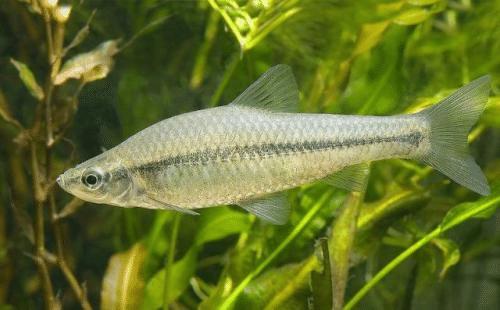 河里野生鱼推荐品种有哪些,民间好吃的鱼有哪些品种