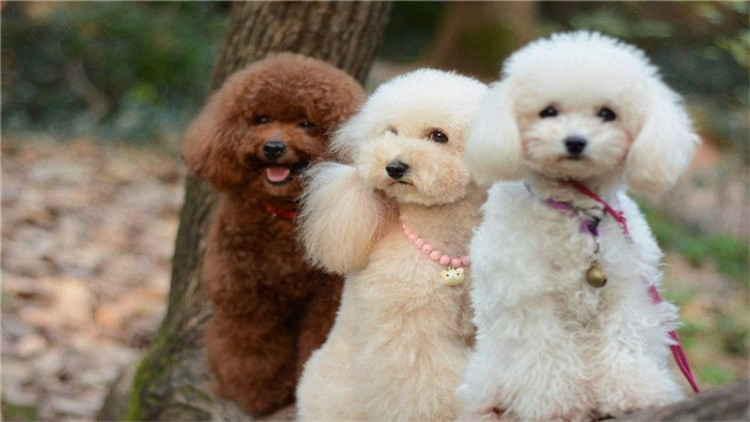 如何帮泰迪度过尴尬期,如何给泰迪立规矩