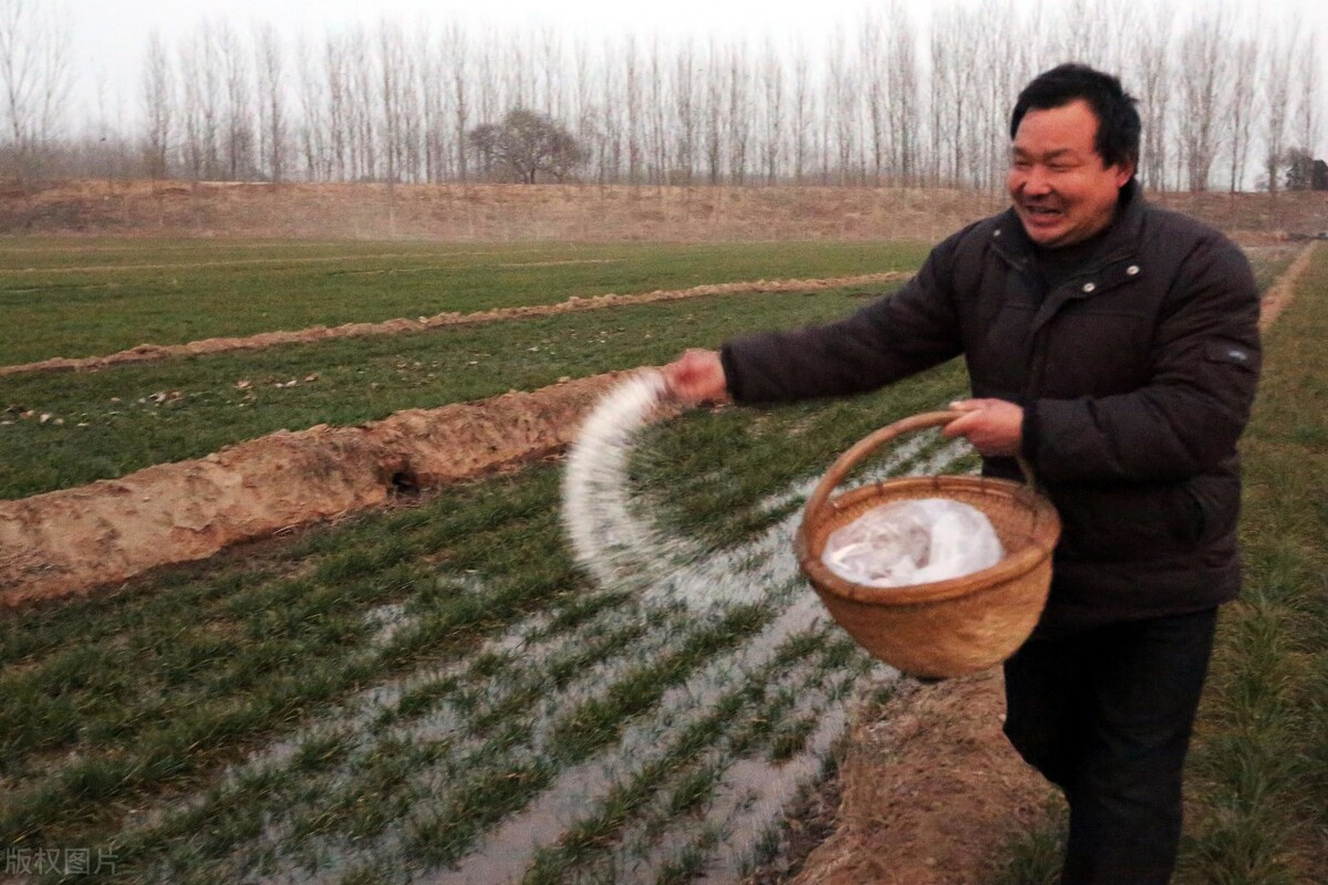 记住这个口诀施肥不用愁,冲施尿素加啥利用率高