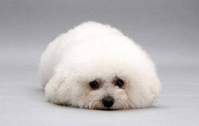 比熊挑食光给狗粮不吃怎么办,五岁比熊不爱吃东西挑食严重