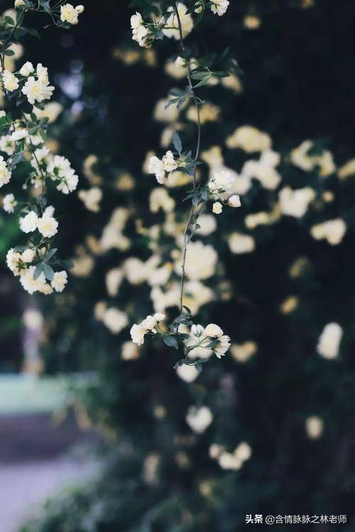 家里植物长得不好有什么说法,家里什么植物都养不好是什么原因