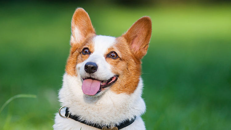 柯基十大优缺点,柯基智身价