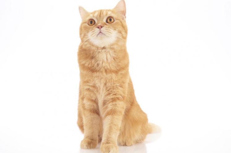 虎斑猫美短哪种颜色好看,美短虎斑是黑鼻子黑爪子吗