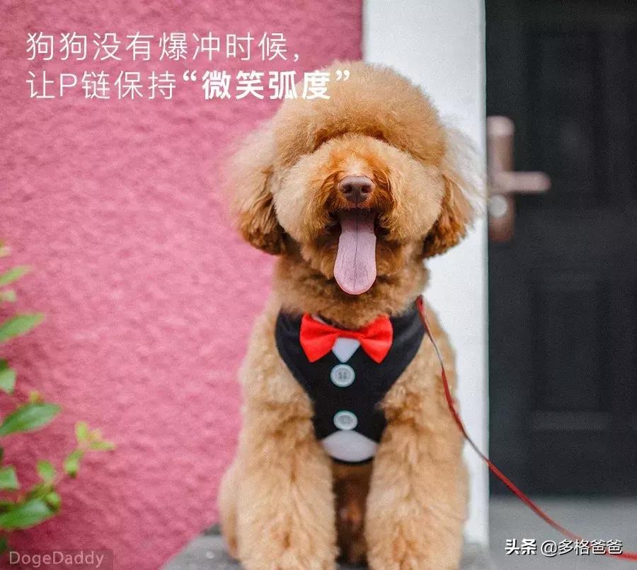 怎么纠正狗狗爆冲咬人,狗狗爆冲一定要用p链吗