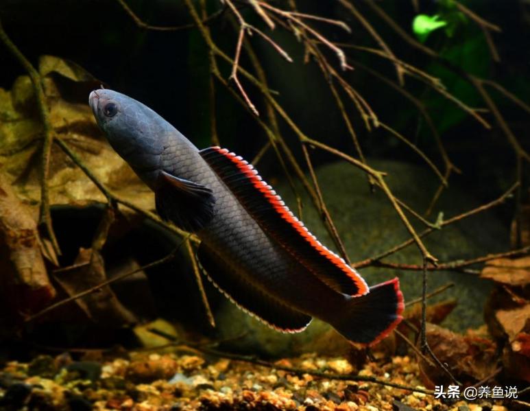 颜值超高超级好养的观赏鱼,既小又好养寿命又长的观赏鱼