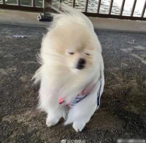 本周末最高26℃！青岛人，你经历的可能是35年来最暴烈的春风！