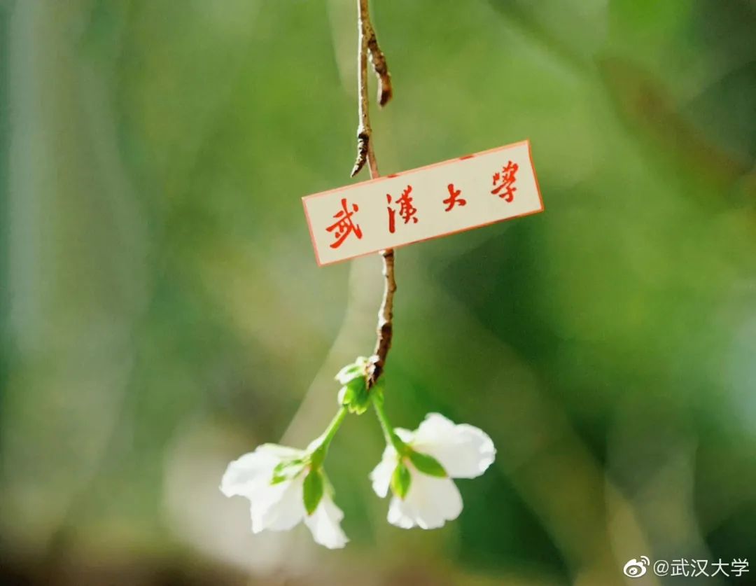 武大樱花一切美好都如约而至,武大樱花正盛开