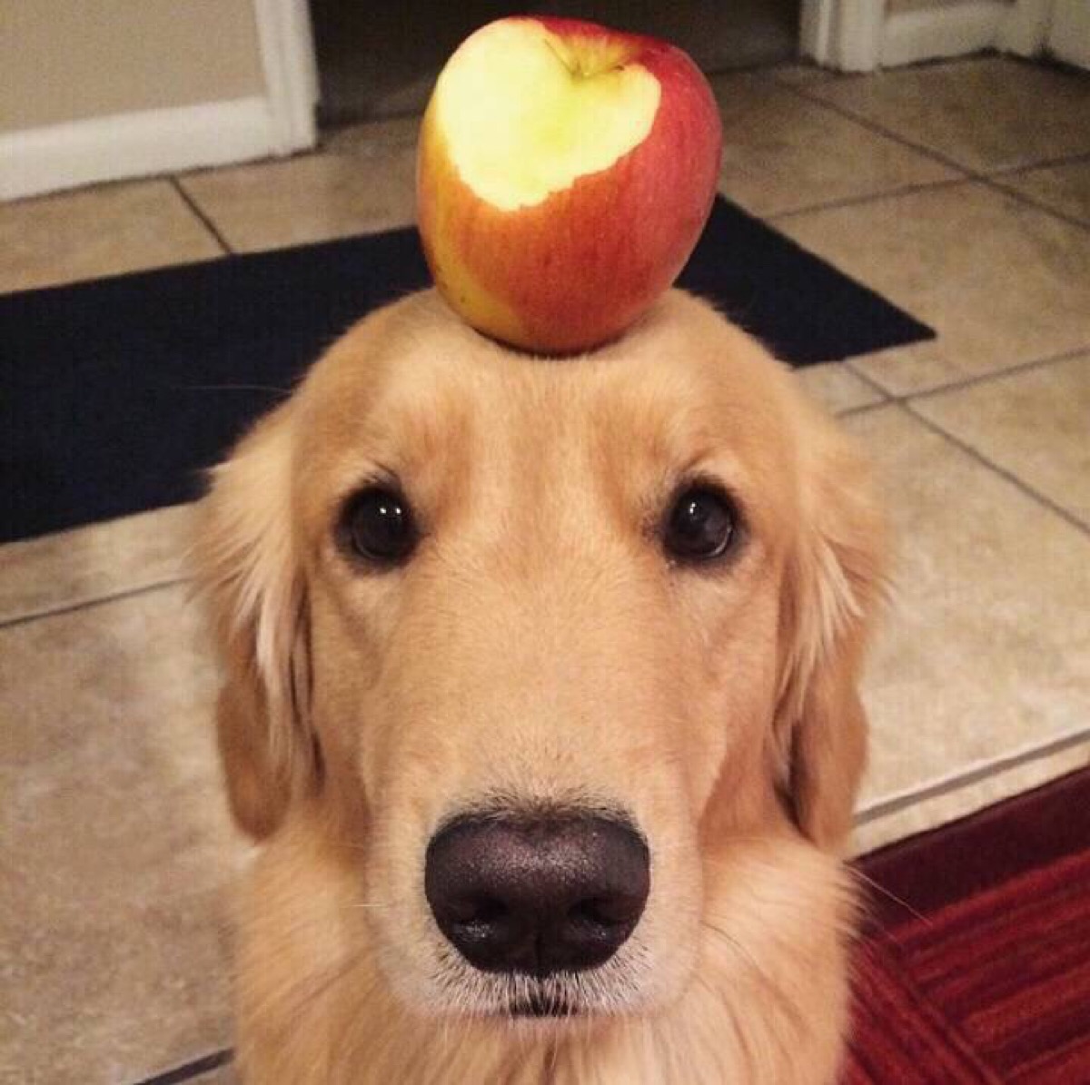 金毛对比拉布拉多哪个好,金毛vs柯基优缺点