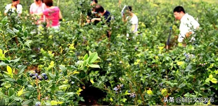 烟台蓝莓采摘园,烟台摘蓝莓的地方
