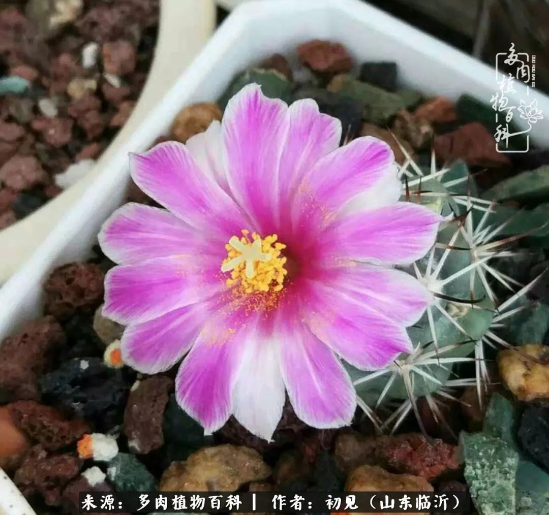 四季颜值在线的多肉,多肉的每一天