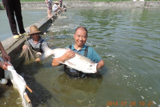 涨知识：鱼类不同的生长阶段，有不同的称呼