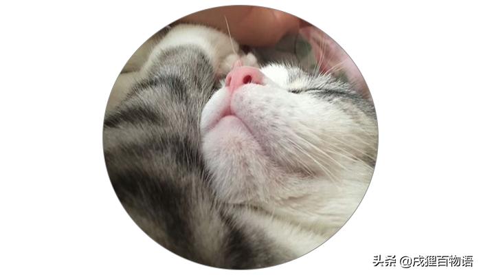 猫咪得了猫瘟初期症状,猫咪得了猫瘟治疗得多少钱