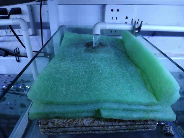 清洗滤棉不伤硝化细菌,滤棉怎么清洗视频教程