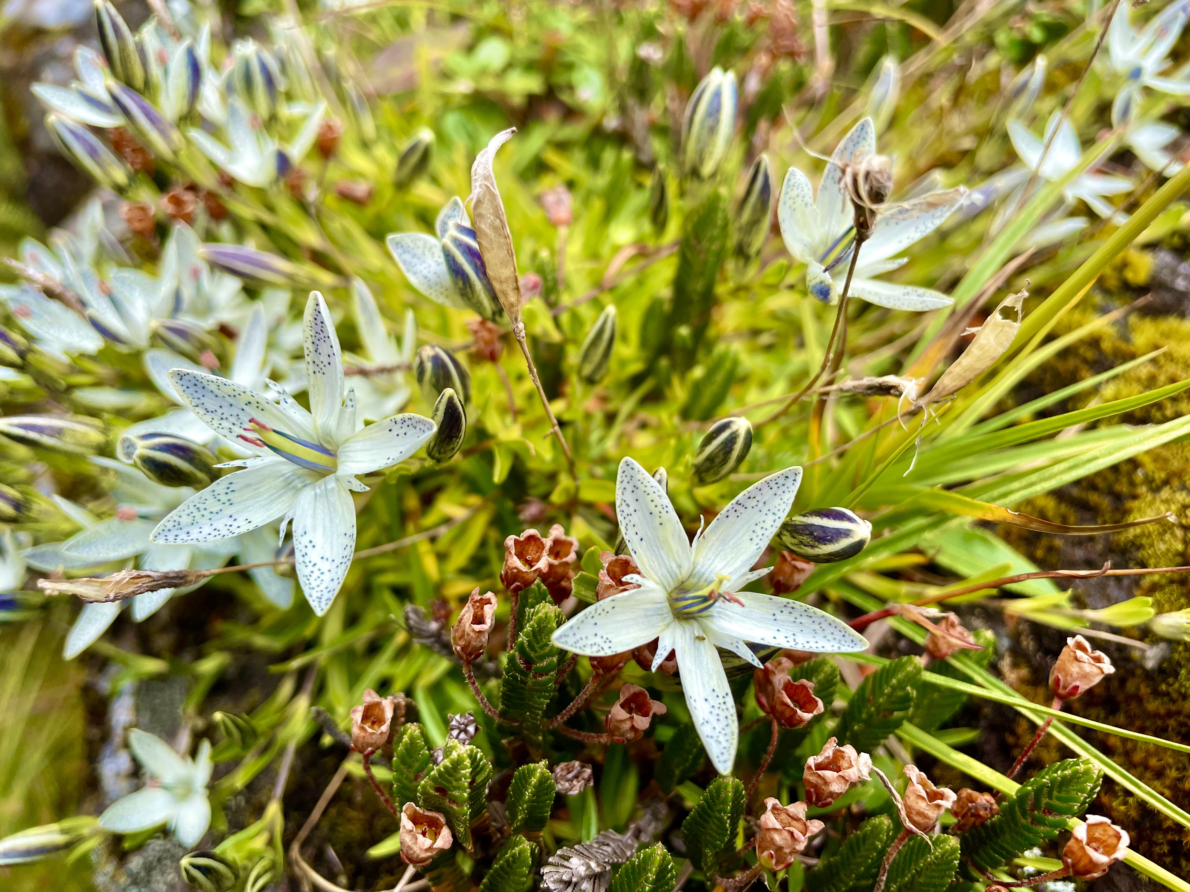 云南香格里拉旅游秘境,云南香格里拉藏着一个雪域秘境