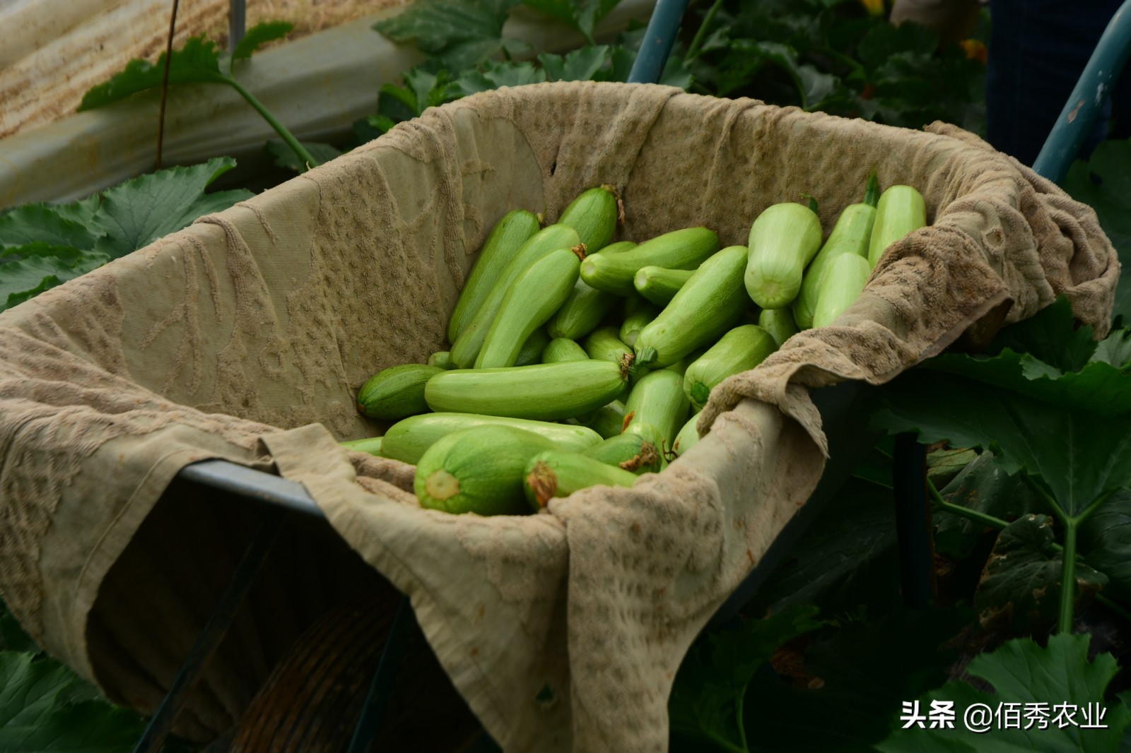 农村经济作物种植的前景,蔬菜种植前景及风险