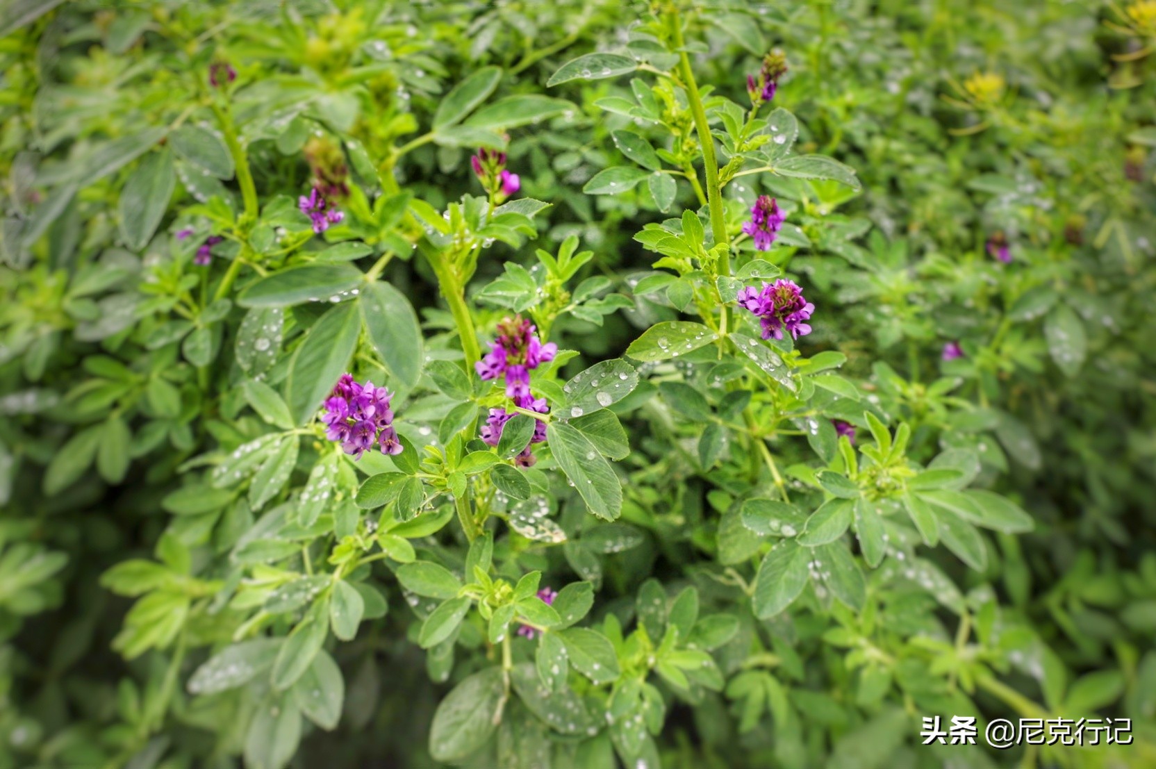 山东龙口之旅：4000头奶牛同时挤奶场面壮观，鲜奶的味道很特别