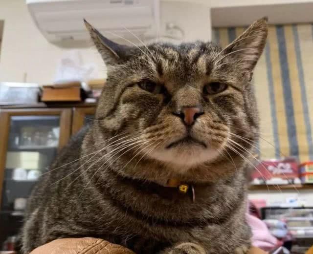 最适合家养的猫排名橘猫,最胖的品种猫排名