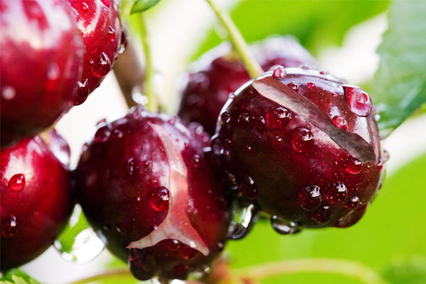 樱桃坐果太多怎么办,樱桃坐果前期注意事项