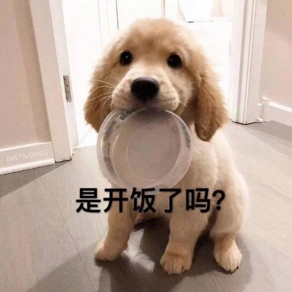 为啥金毛性格温顺,金毛的优缺点及性格介绍