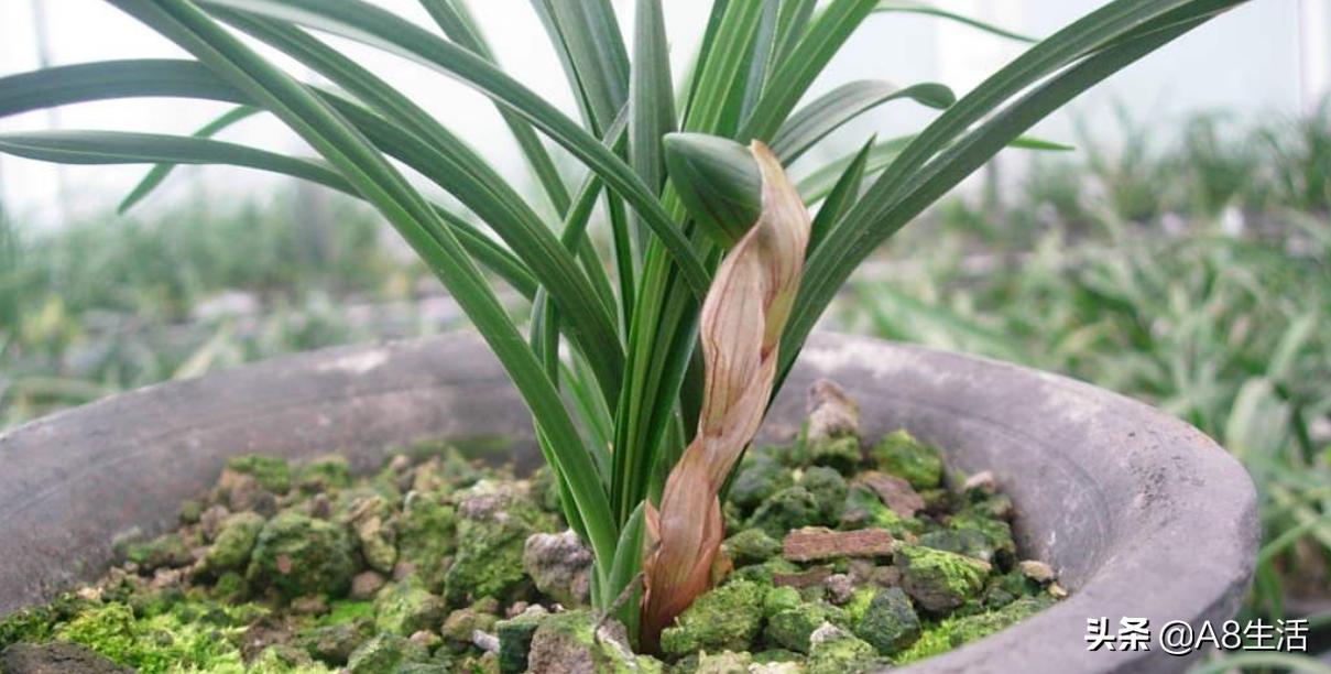 每日一品中国兰花春兰,每日一品完整视频