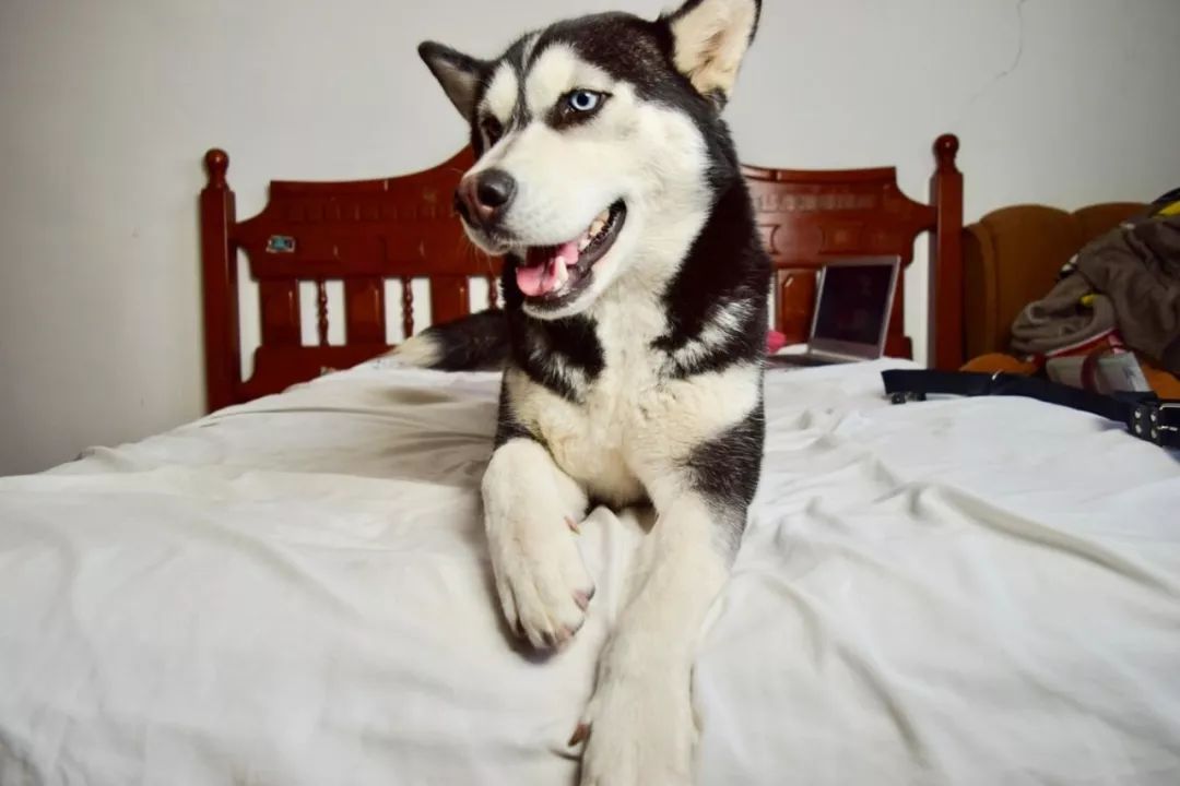 各个品种狗狗的优点和缺点,一分钟看懂狗狗品种