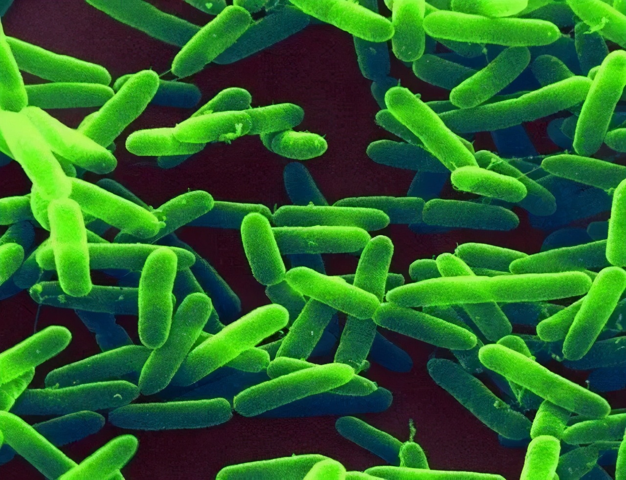 养锦鲤的常见鱼病,锦鲤养鱼的方法和注意事项