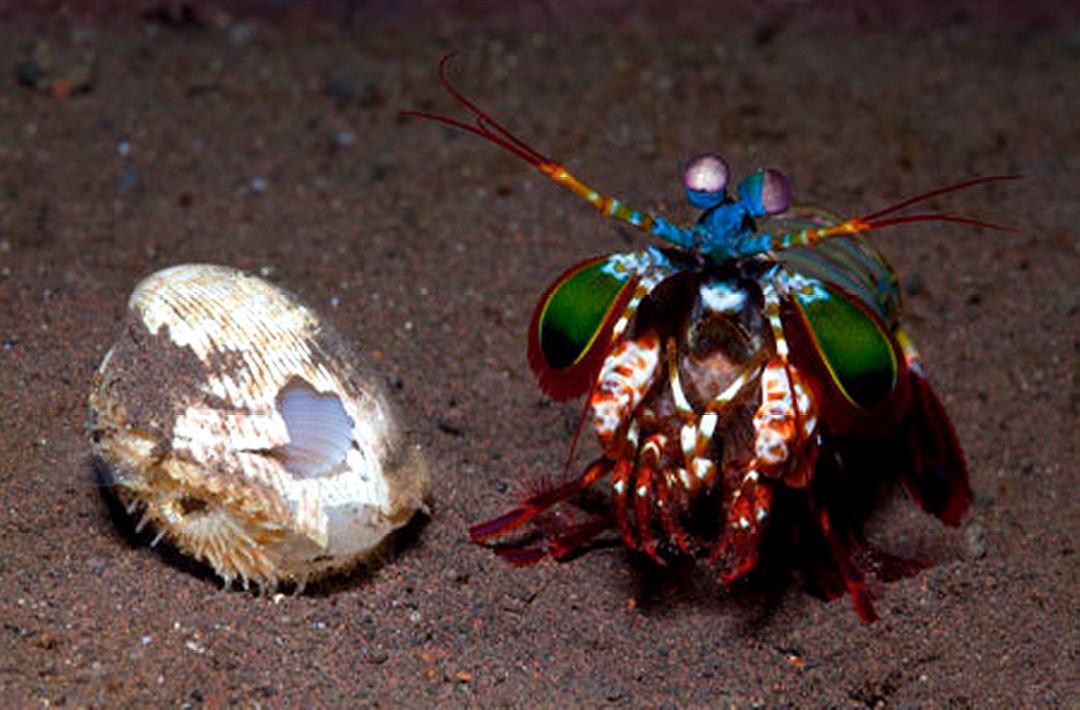 拳风打出音爆,螳螂虾的拳头真的可以击碎鱼缸吗