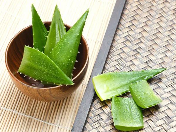 芦荟胶对祛痘真的好吗,芦荟胶真的能有效祛痘吗