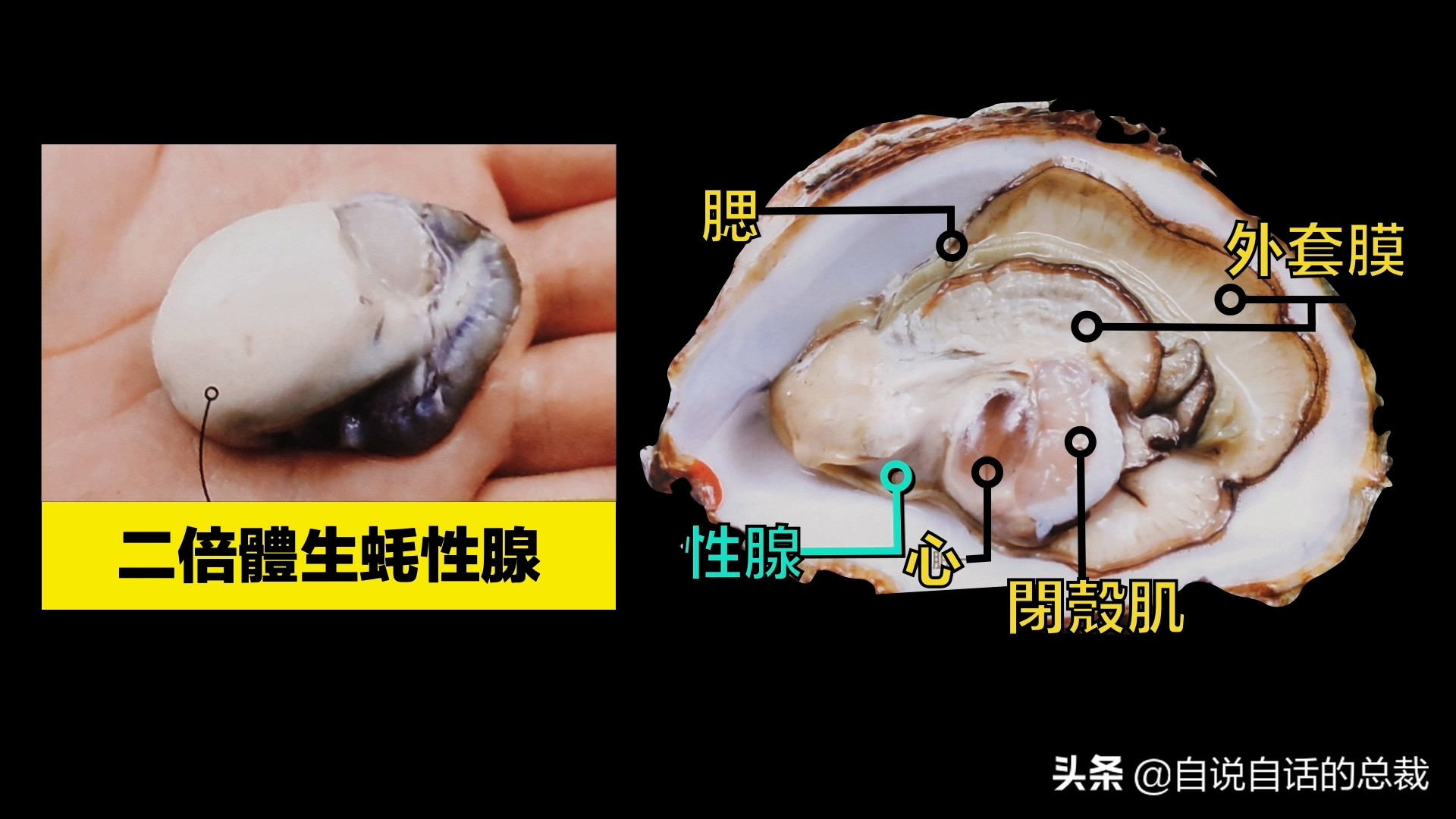 蛤、蚶、蛏、蚝、蚬有什么区别？这是一群美味海怪与人类的故事