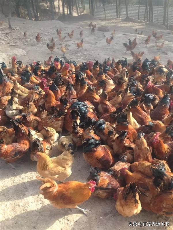 秋末冬初话“流感”,养鸡人进来一起学习吧,受益终身