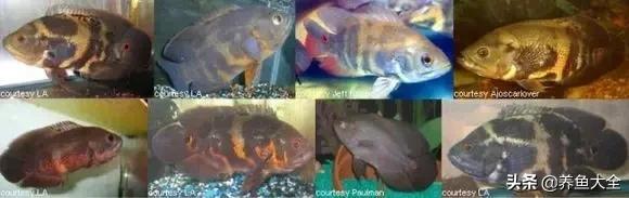 教你识鱼,地图鱼辨别