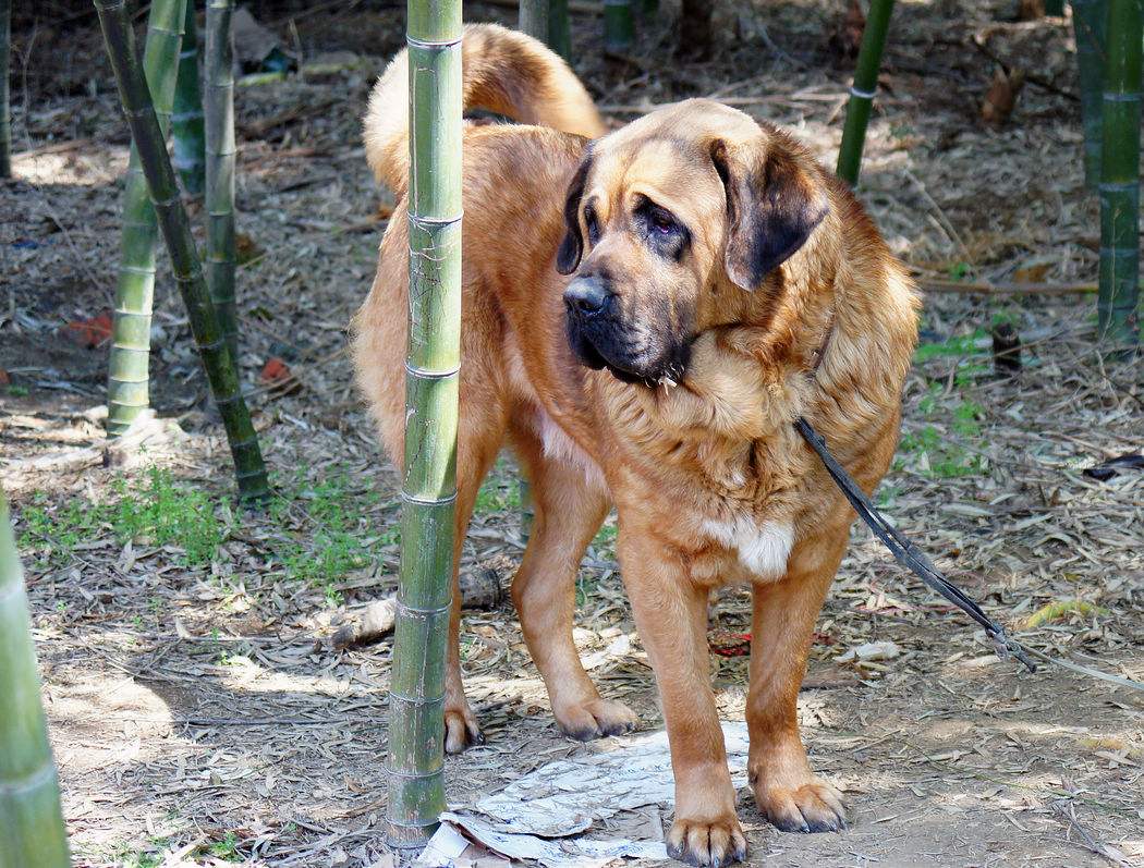 最温顺的獒犬,比藏獒还要凶猛的10种大型獒犬