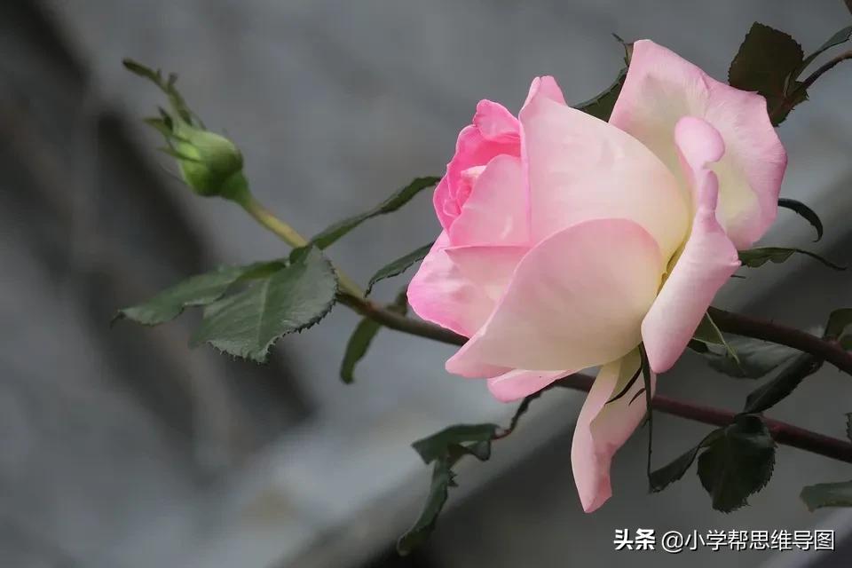 如何写作文推荐一本书范文,我最喜欢的一本书写作指导