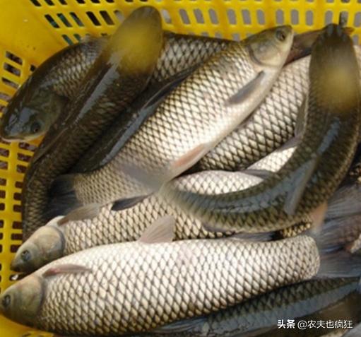 草鱼是杂食性的鱼吗,草鱼最受欢迎的淡水鱼